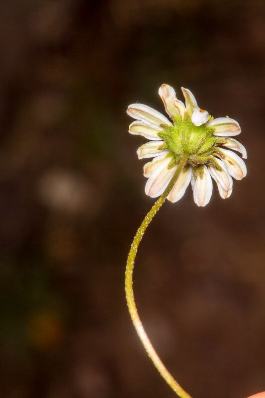 Bellium bellidioides bark