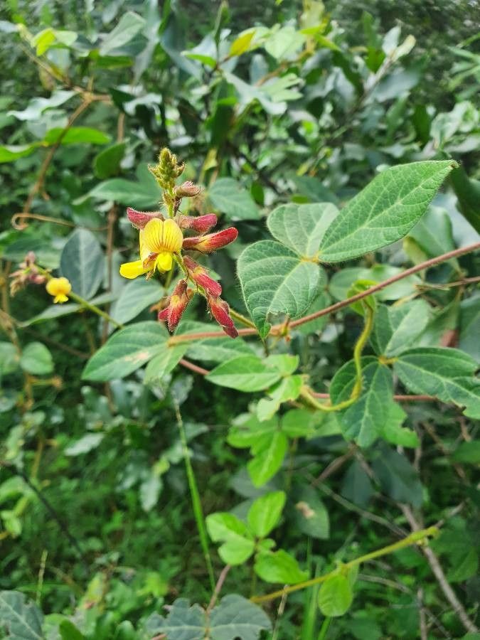 Rhynchosia usambarensis flower