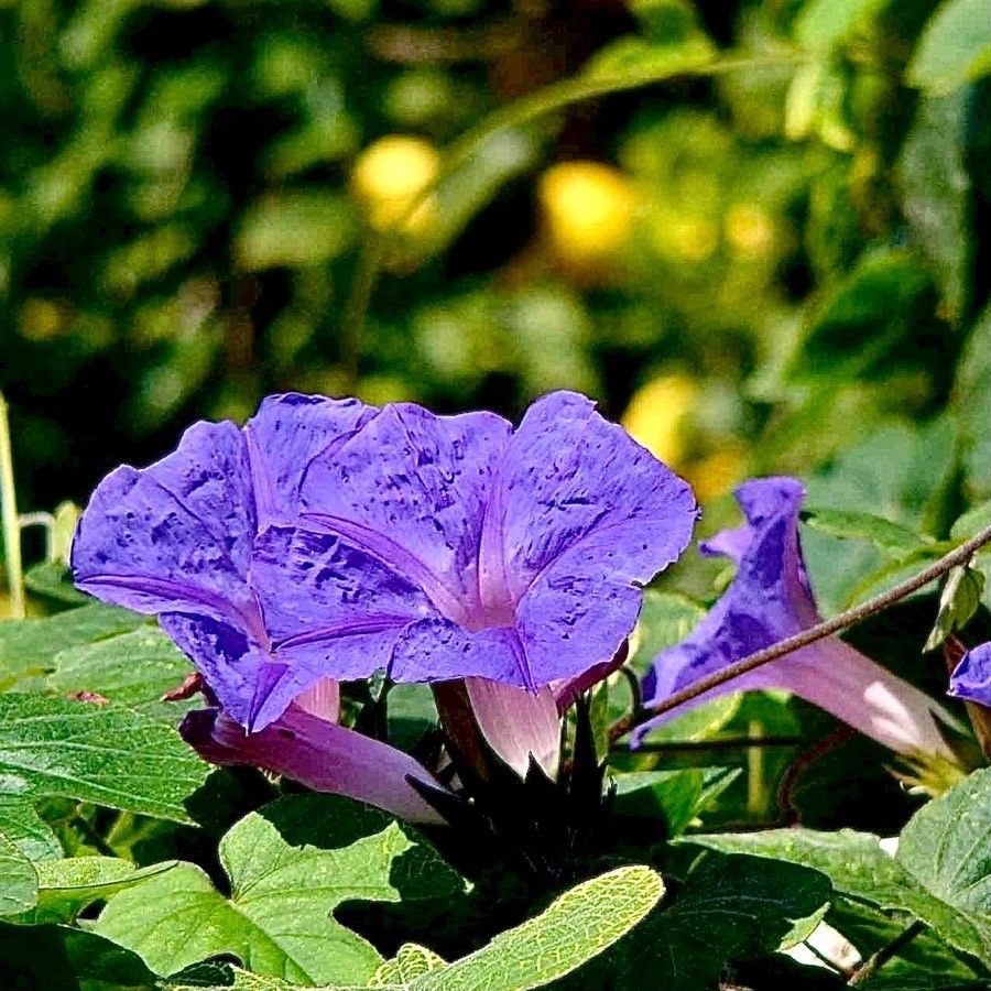 Ipomoea hederacea flower