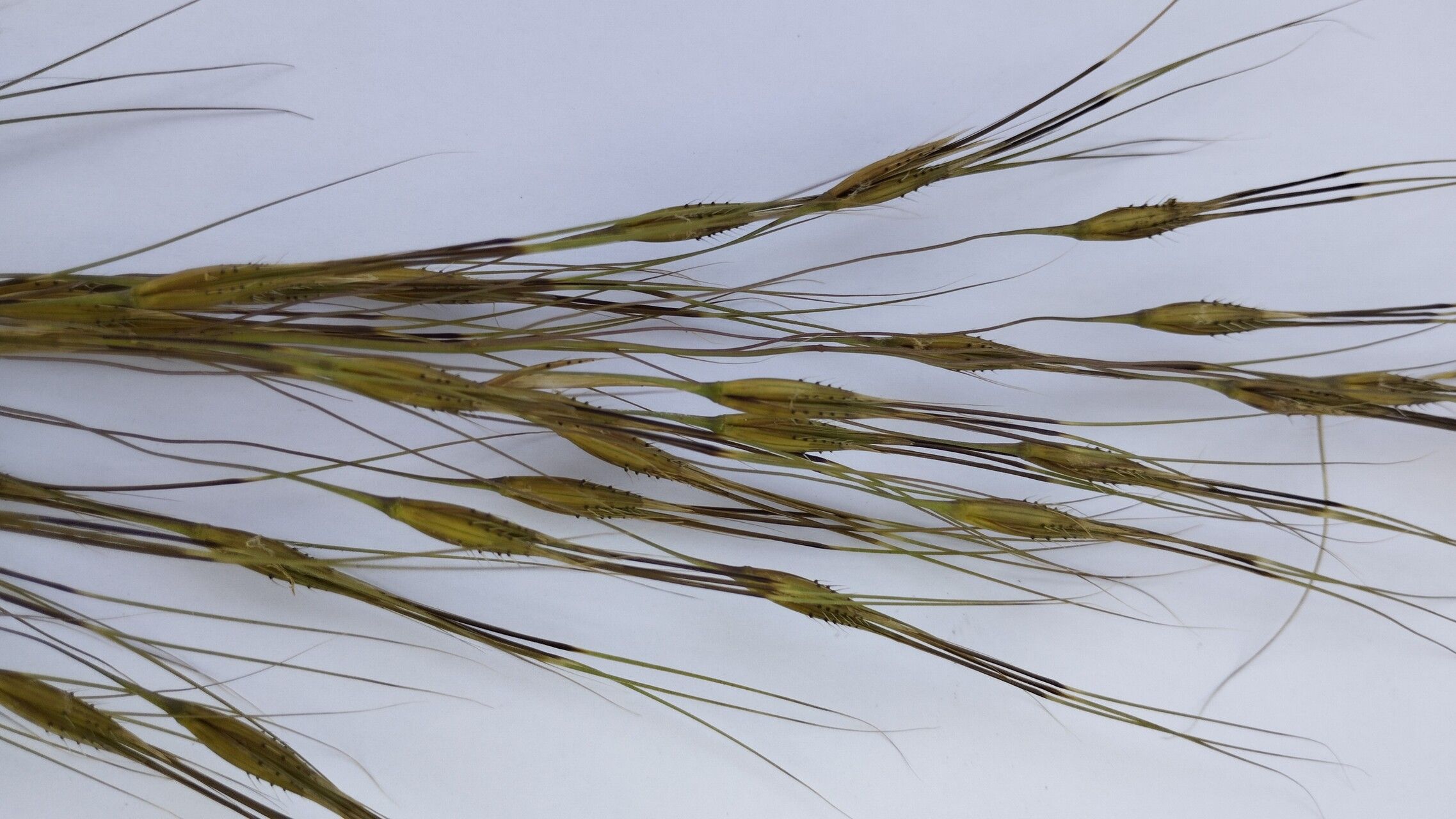 Hyparrhenia rufa fruit