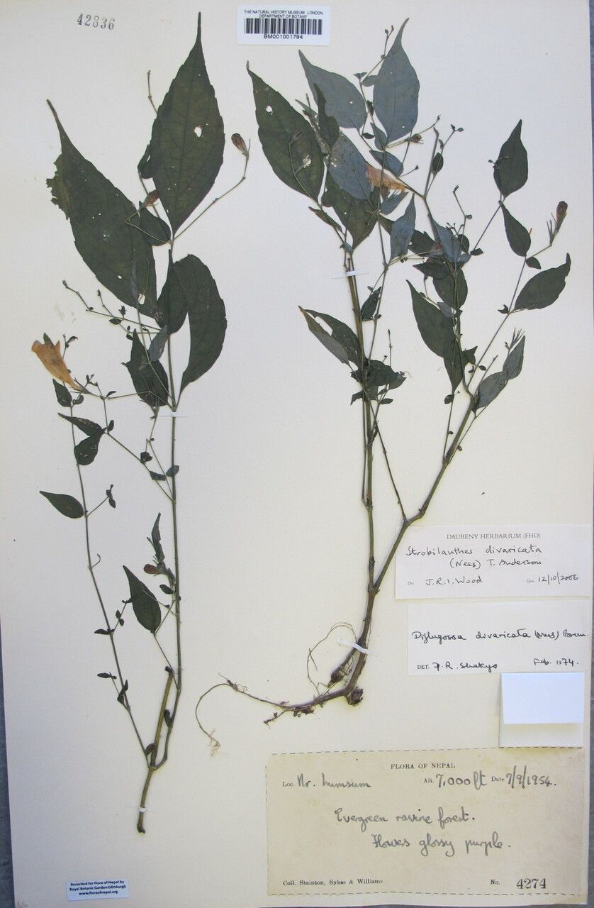 Strobilanthes divaricata — search result for 'Strobilanthes'