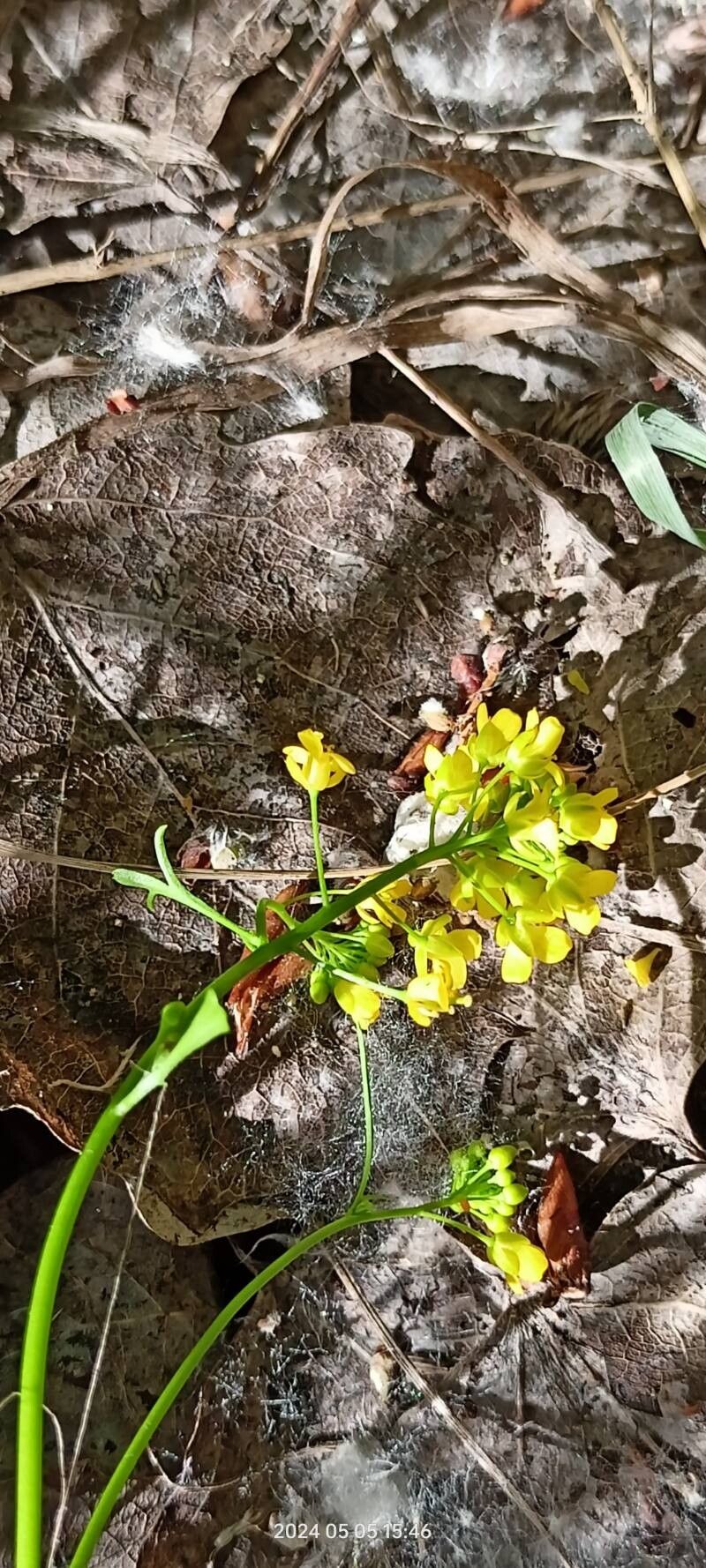 Rorippa brachycarpa flower