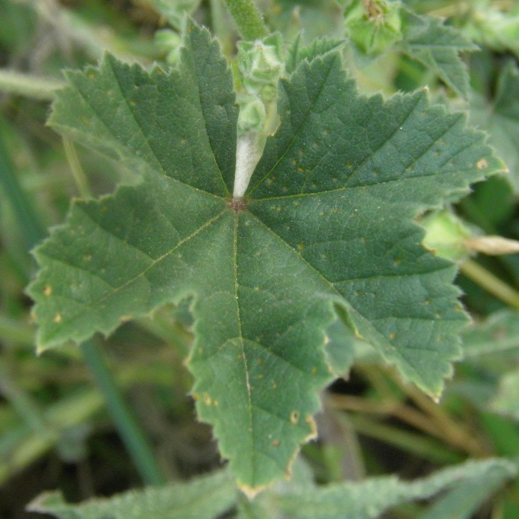 Lavatera cretica leaf