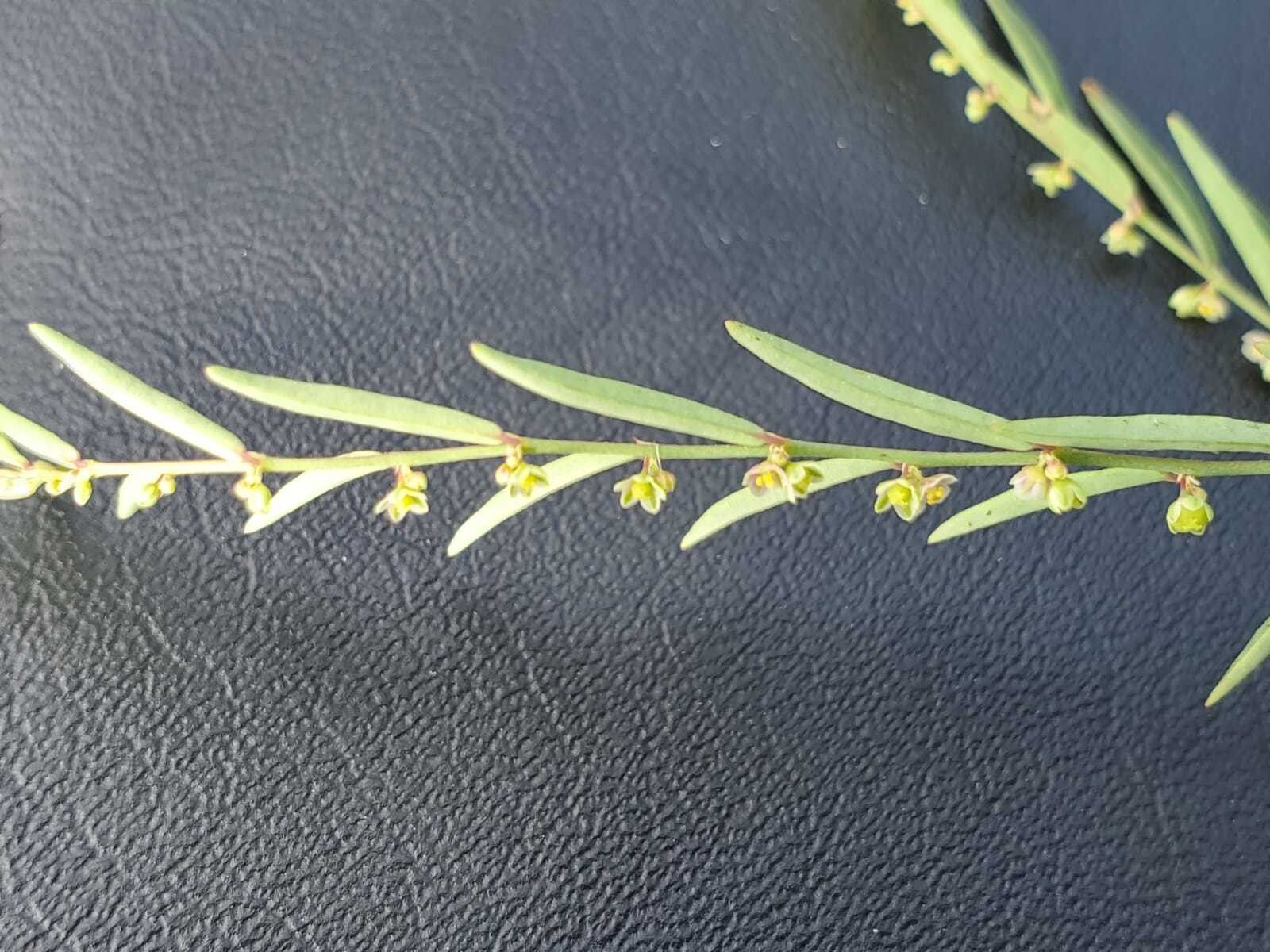 Phyllanthus pentandrus flower