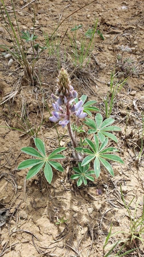 Lupinus neomexicanus flower