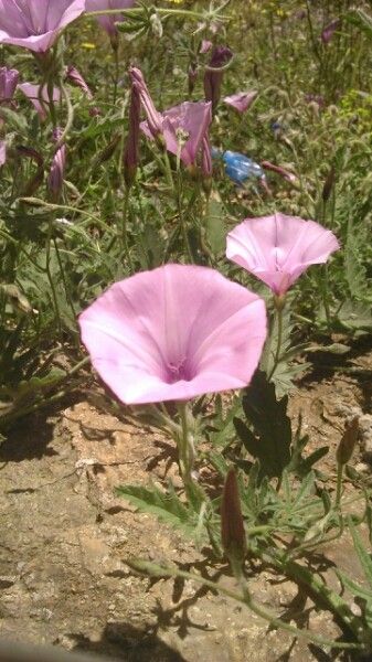 Convolvulus elegantissimus flower