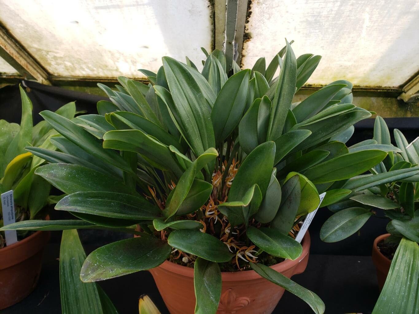 Maxillaria hennisiana habit