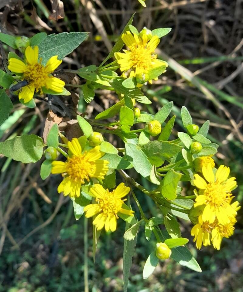 Calea clematidea flower