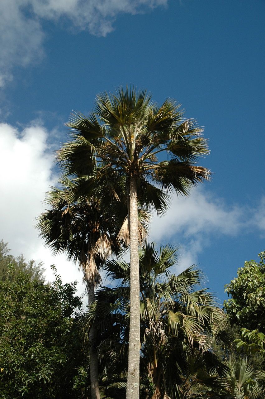 Pritchardia affinis habit