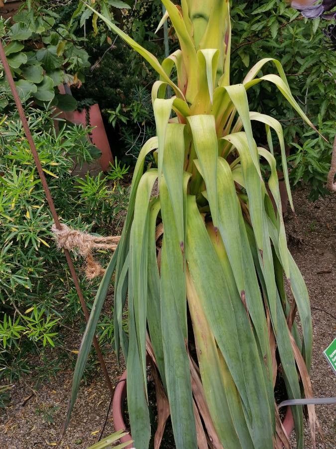 Furcraea parmentieri — search result for 'Furcraea'