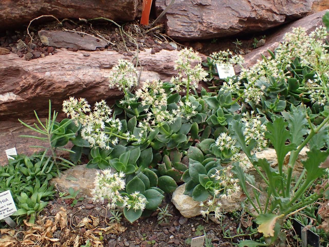 Crassula lactea habit