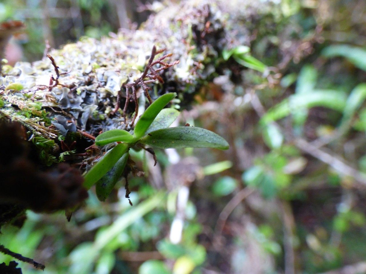 Angraecum tenellum — houseplant care guide