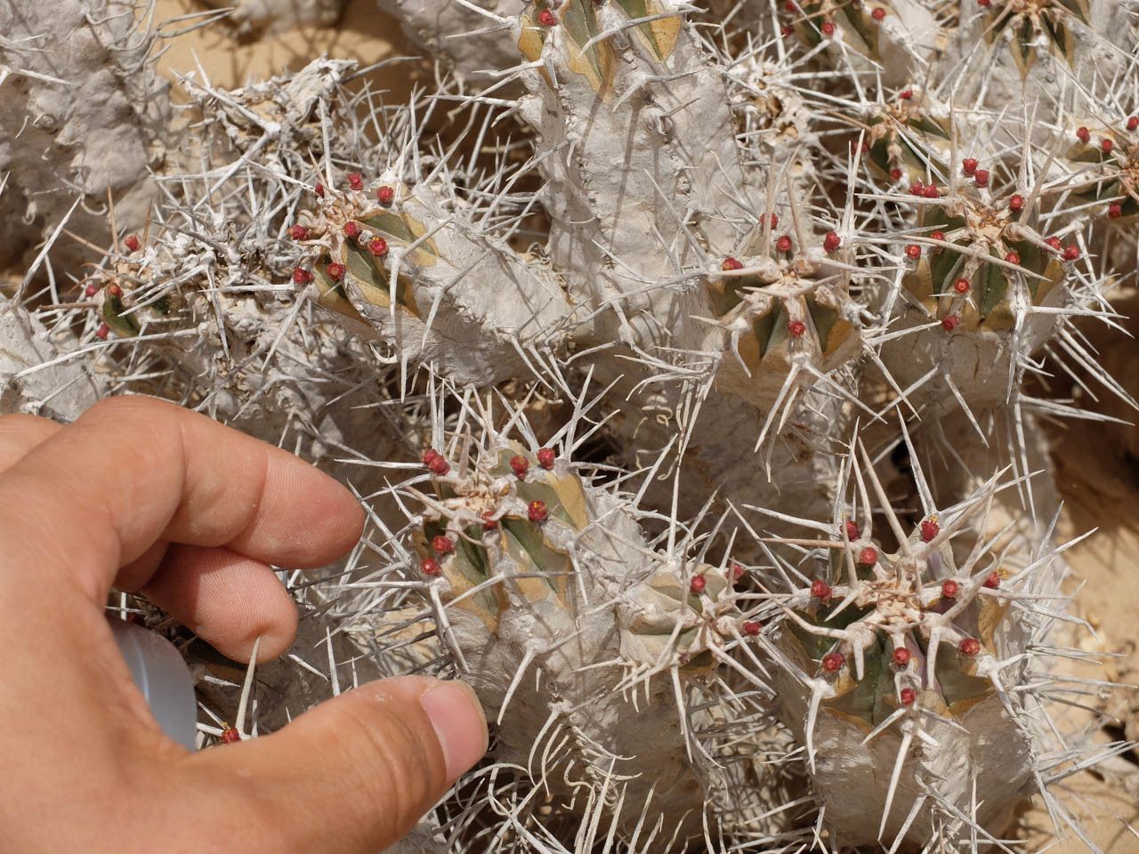 Euphorbia officinarum flower