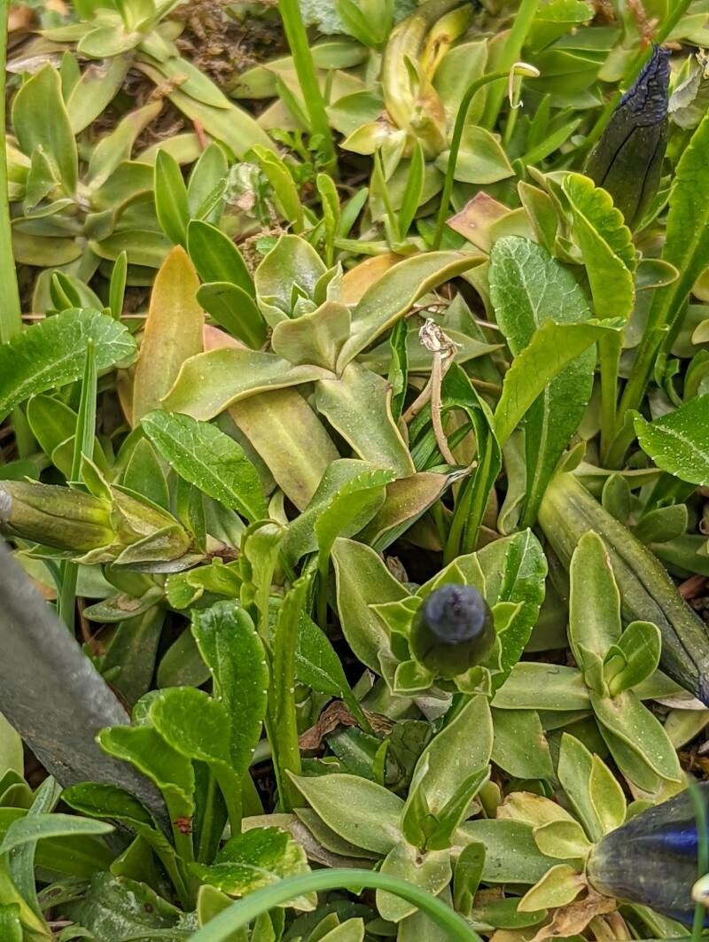 Gentiana dinarica — search result for 'Gentiana'