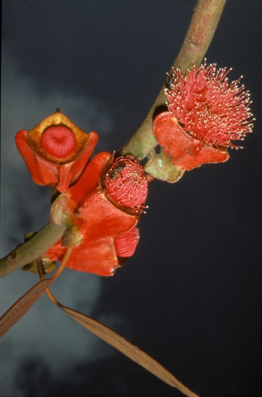 Eucalyptus tetraptera flower