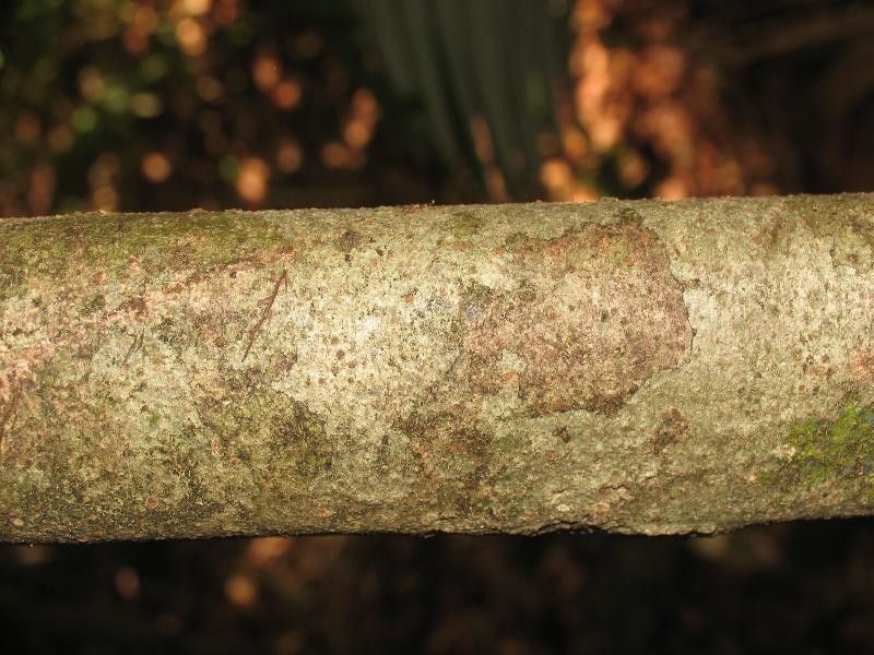 Inga huberi — houseplant care guide