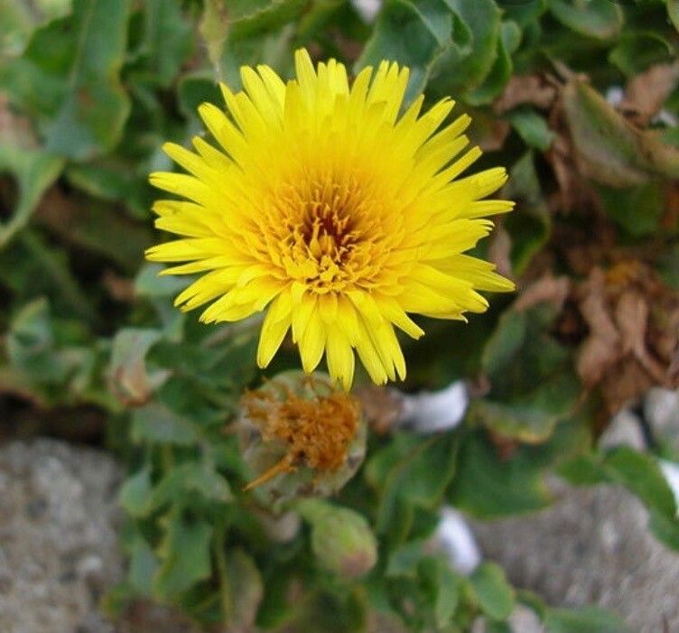 Reichardia ligulata flower