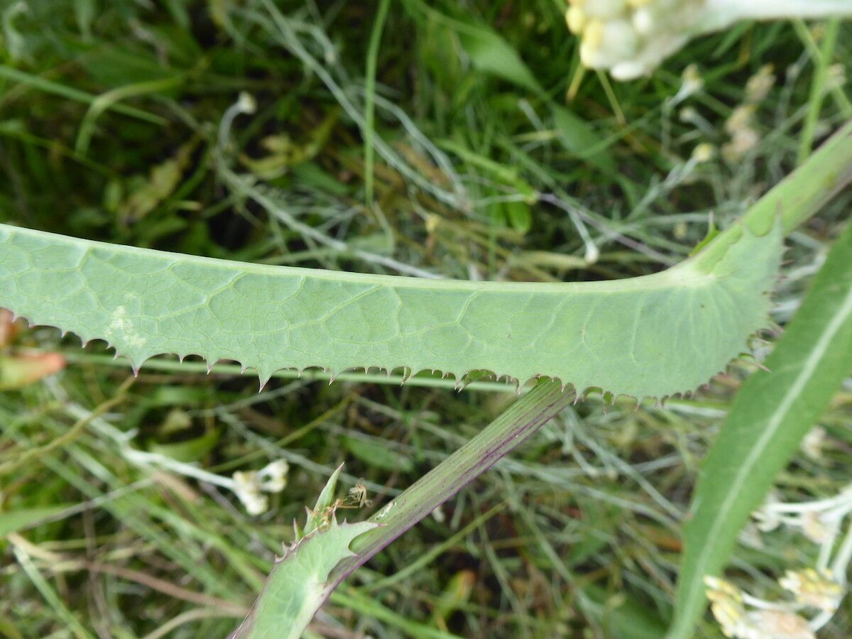 Sonchus gigas — houseplant care guide