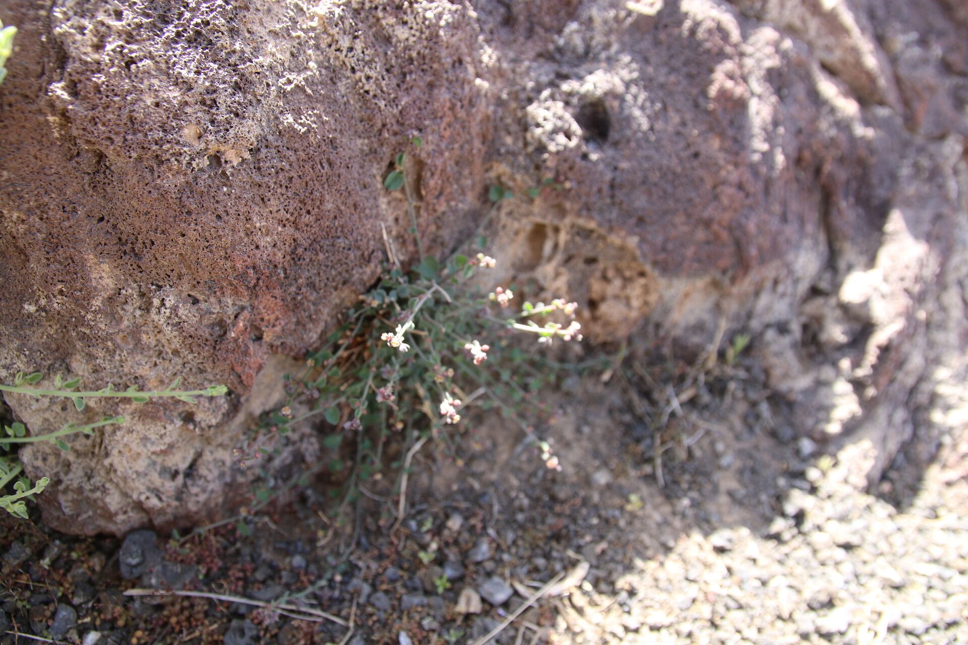 Andrachne aspera — related species from the same genus
