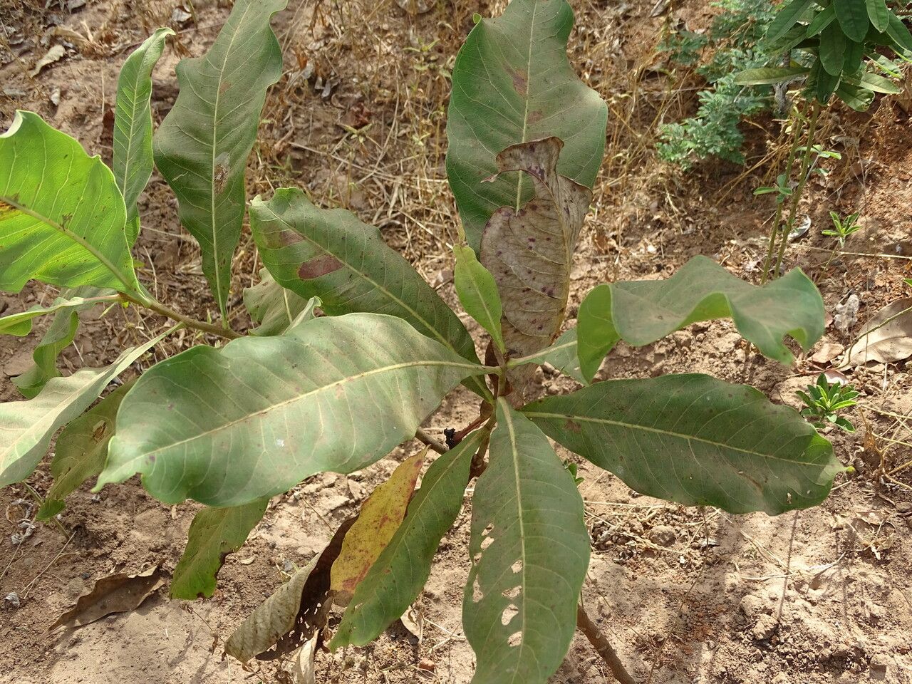 Terminalia macroptera — search result for 'Terminalia'