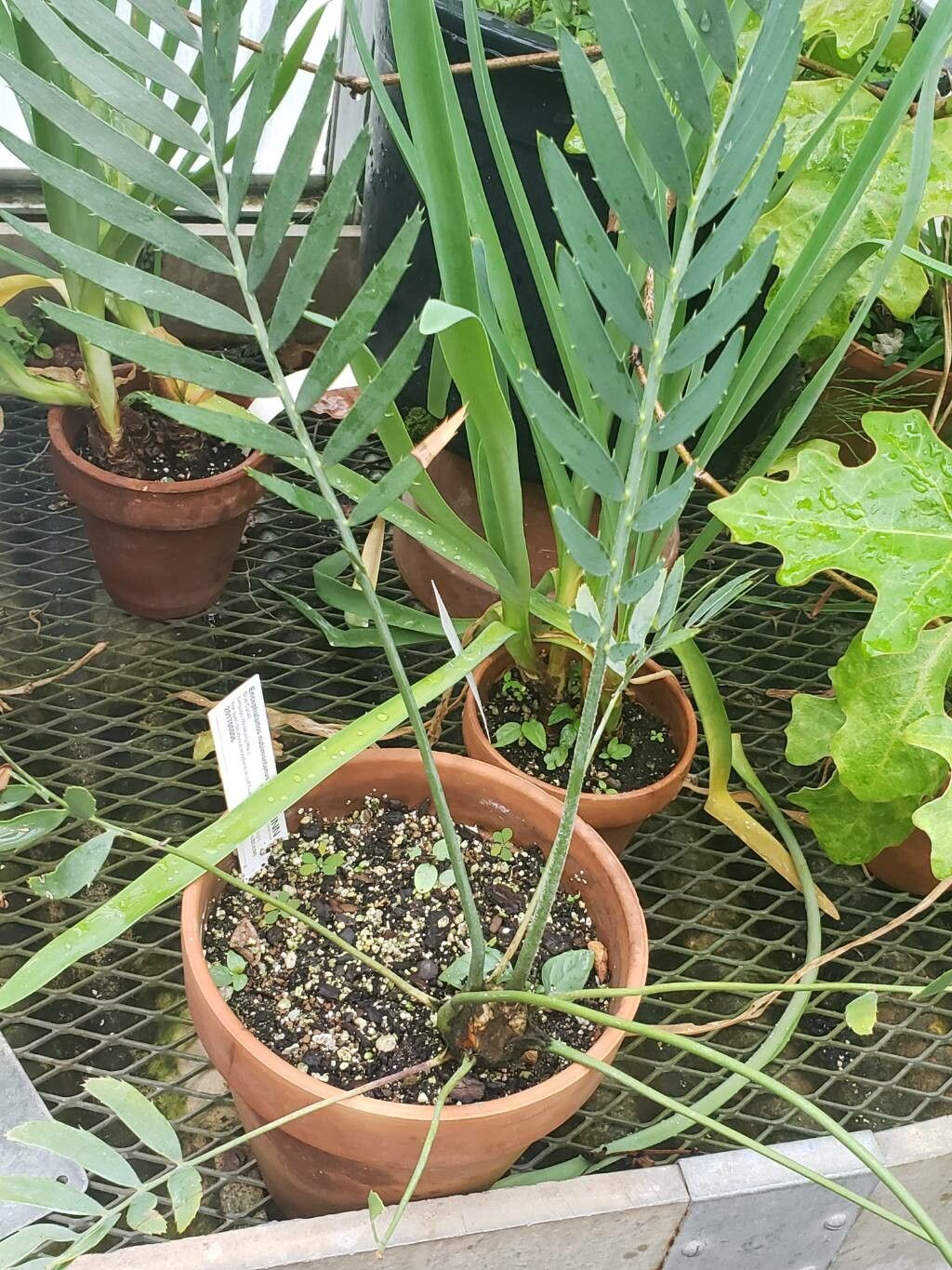 Encephalartos nubimontanus habit