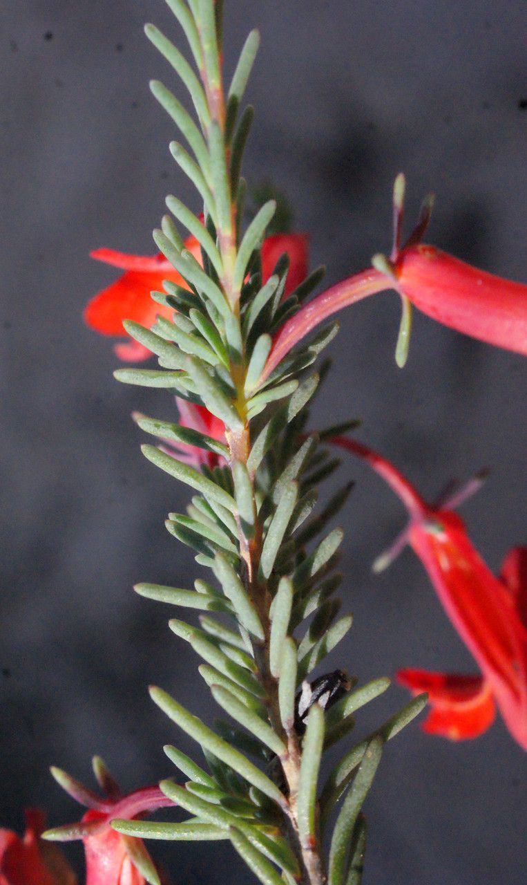 Lechenaultia hirsuta leaf