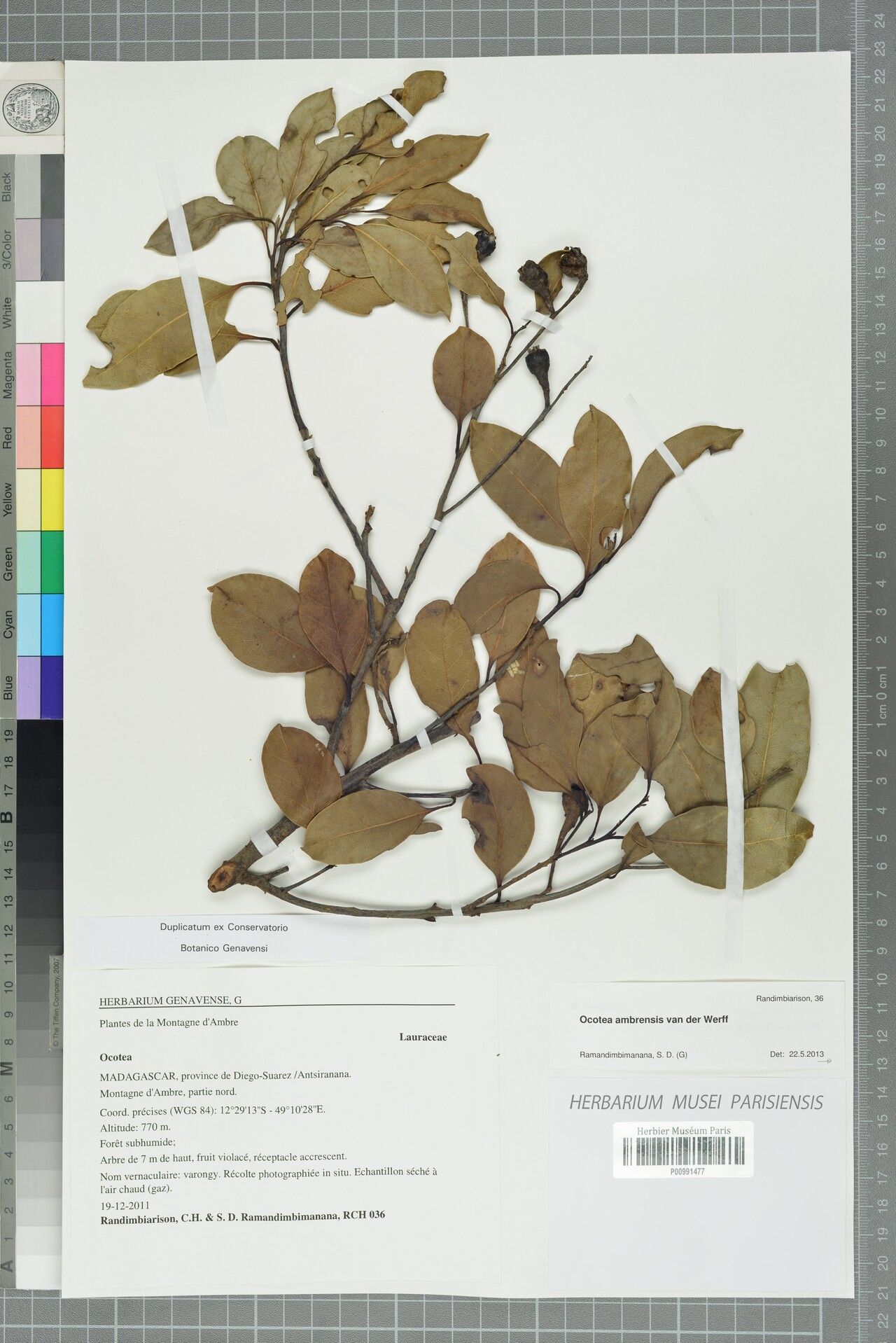 Ocotea ambrensis — houseplant care guide