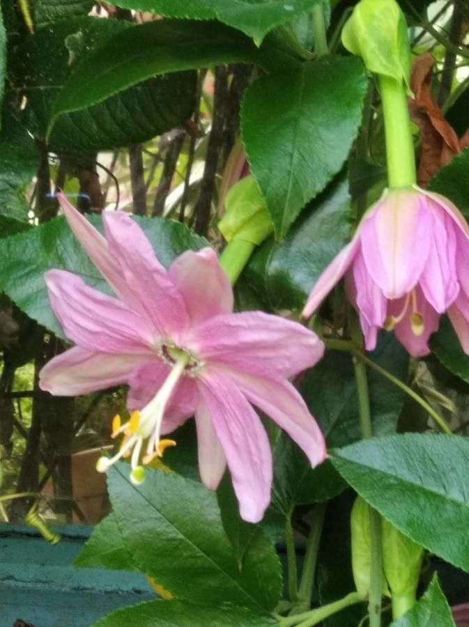 Passiflora mollissima flower