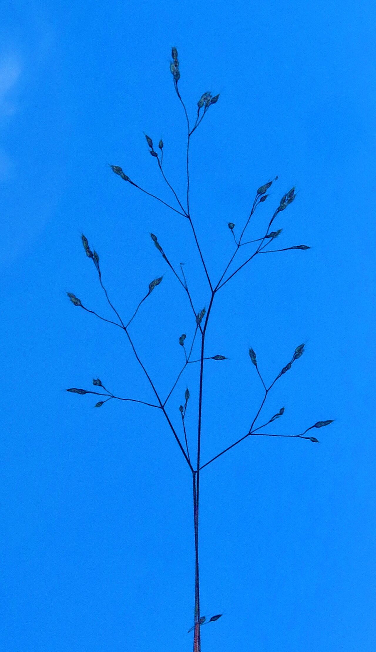 Leptochloa panicea flower