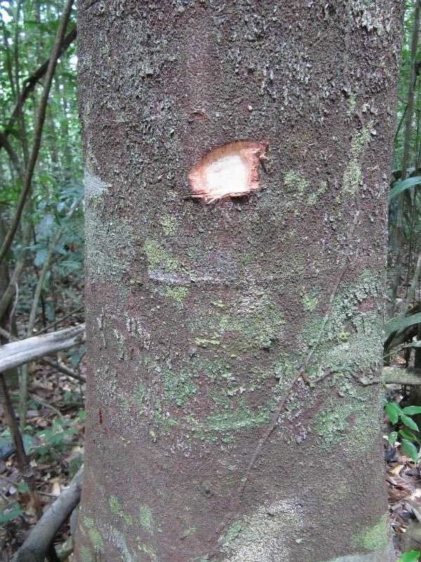 Peltogyne venosa other