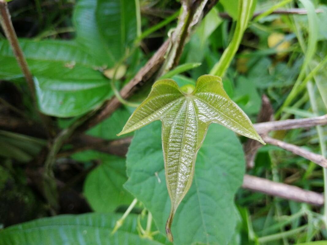 Dioscorea trifida leaf