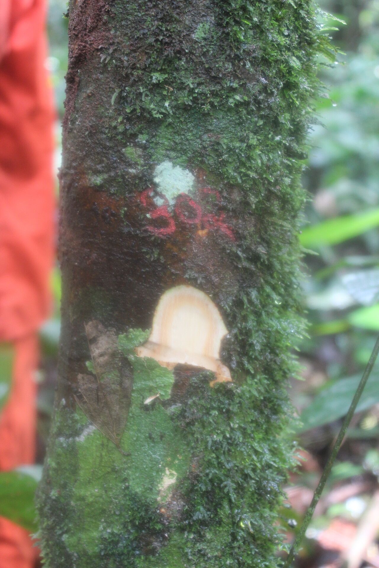 Garcinia preussii bark