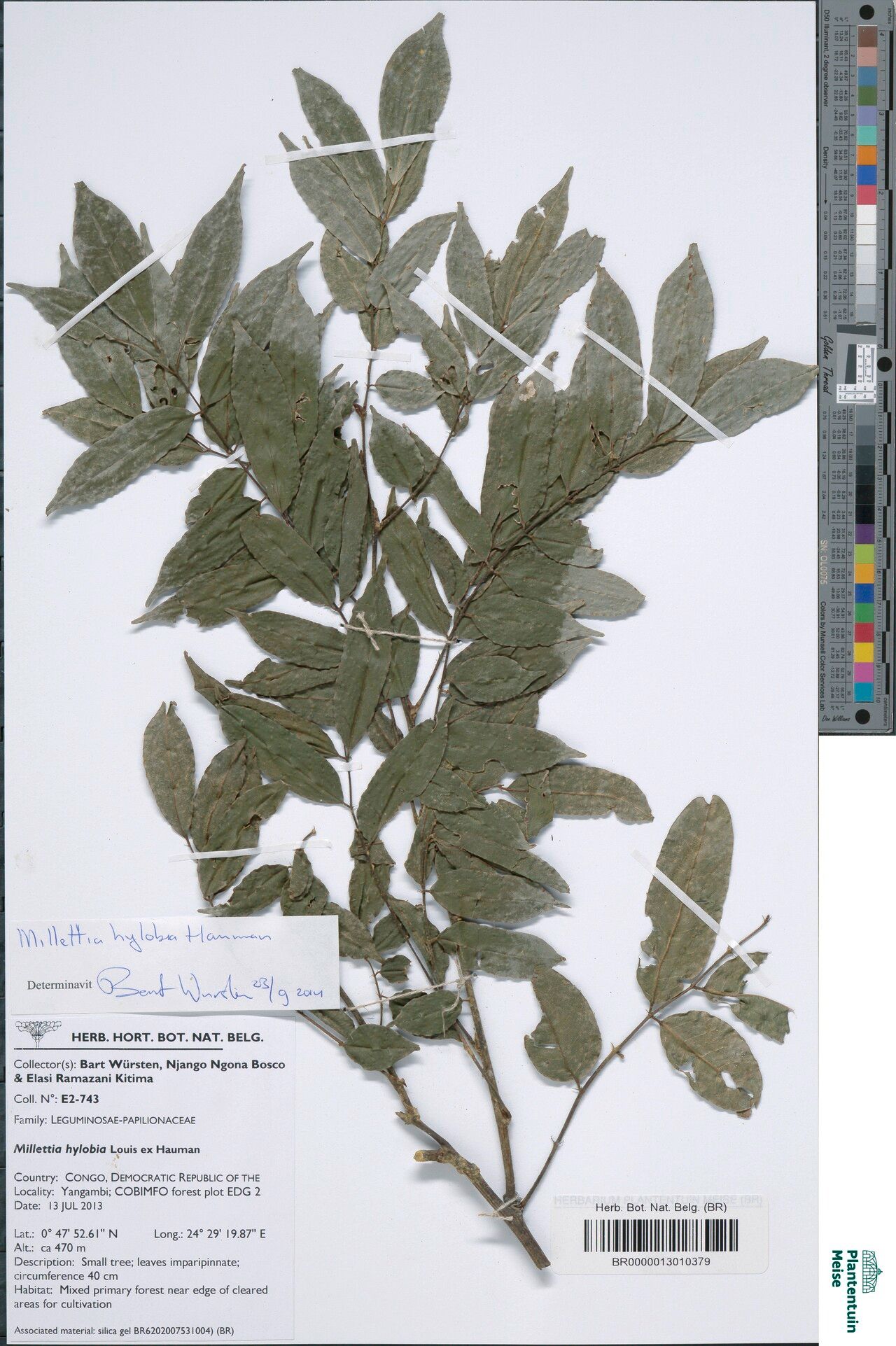 Millettia hylobia — houseplant care guide