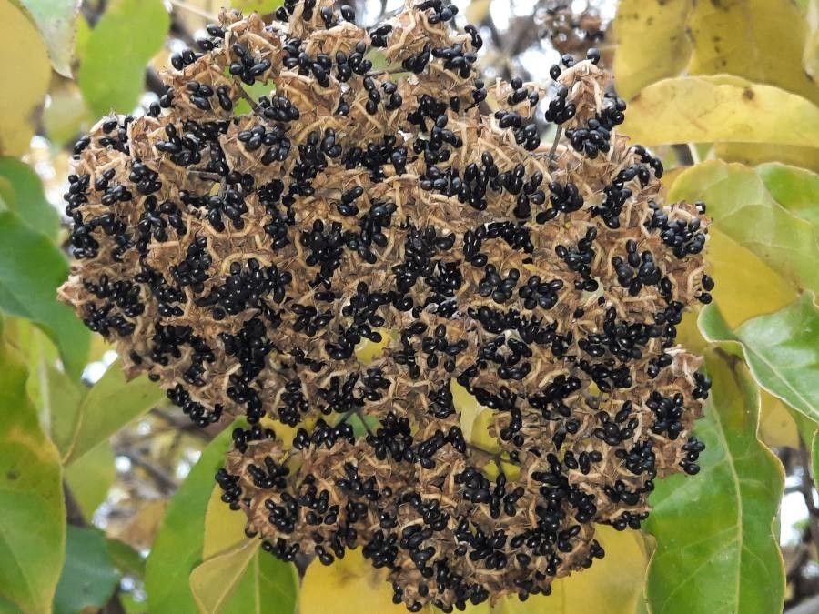 Tetradium daniellii fruit