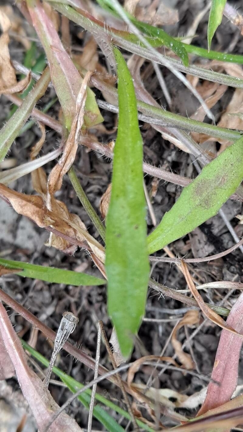 Wahlenbergia marginata leaf