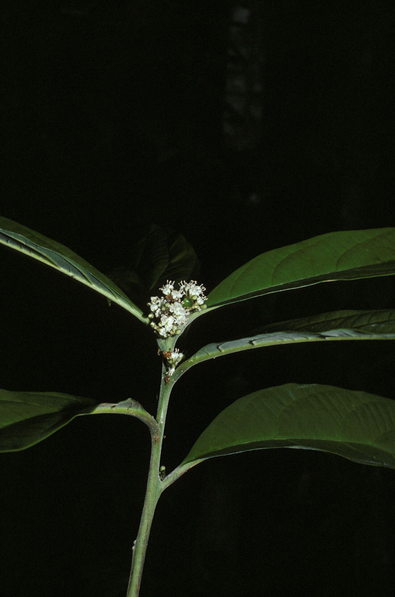 Cordia fanchoniae flower