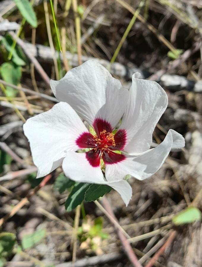 Pavonia aurigloba — related species from the same genus