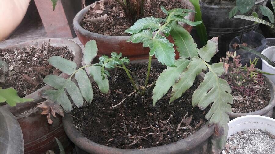 Cyathea varians — houseplant care guide