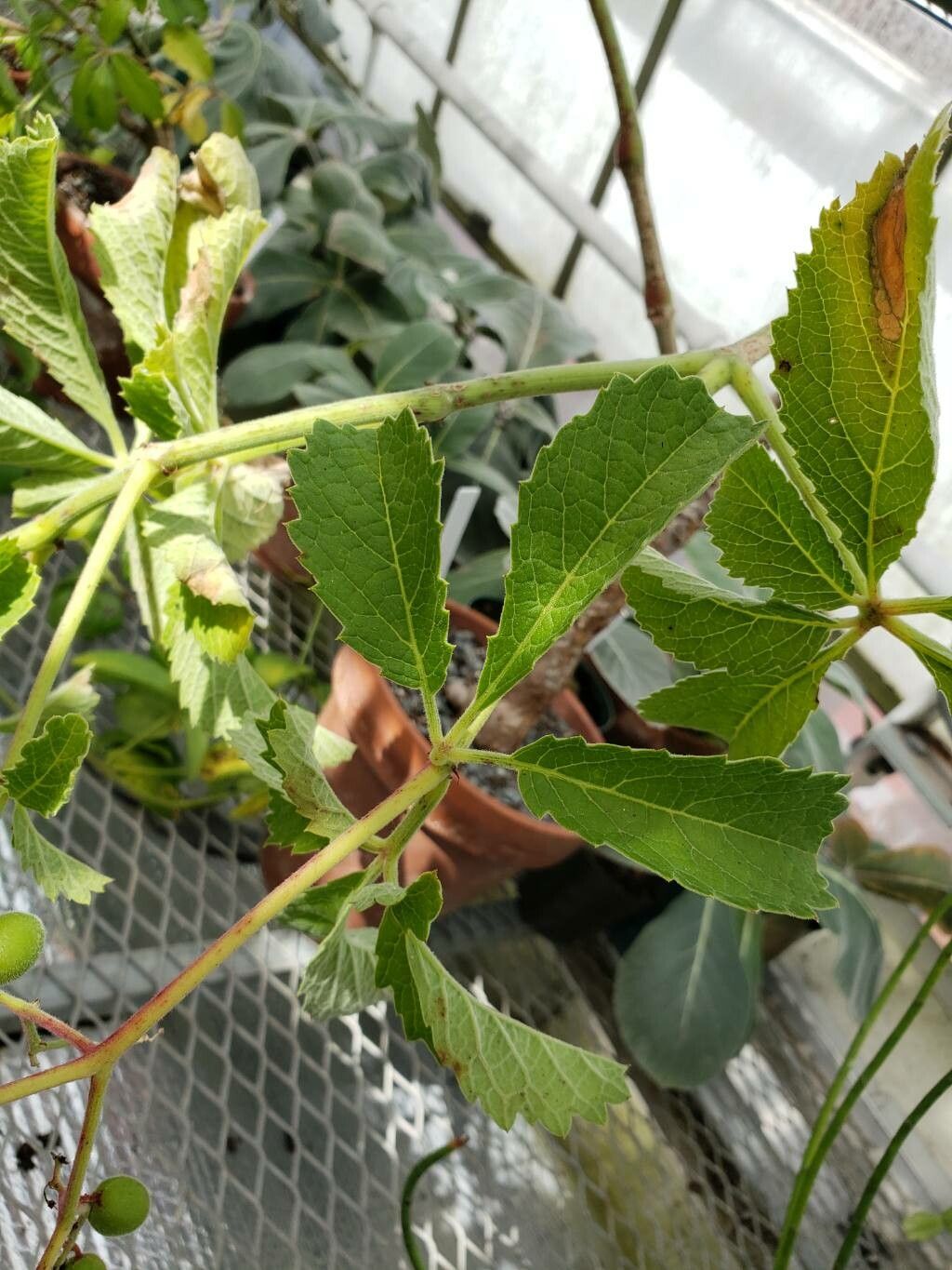 Cyphostemma lanigerum — houseplant care guide