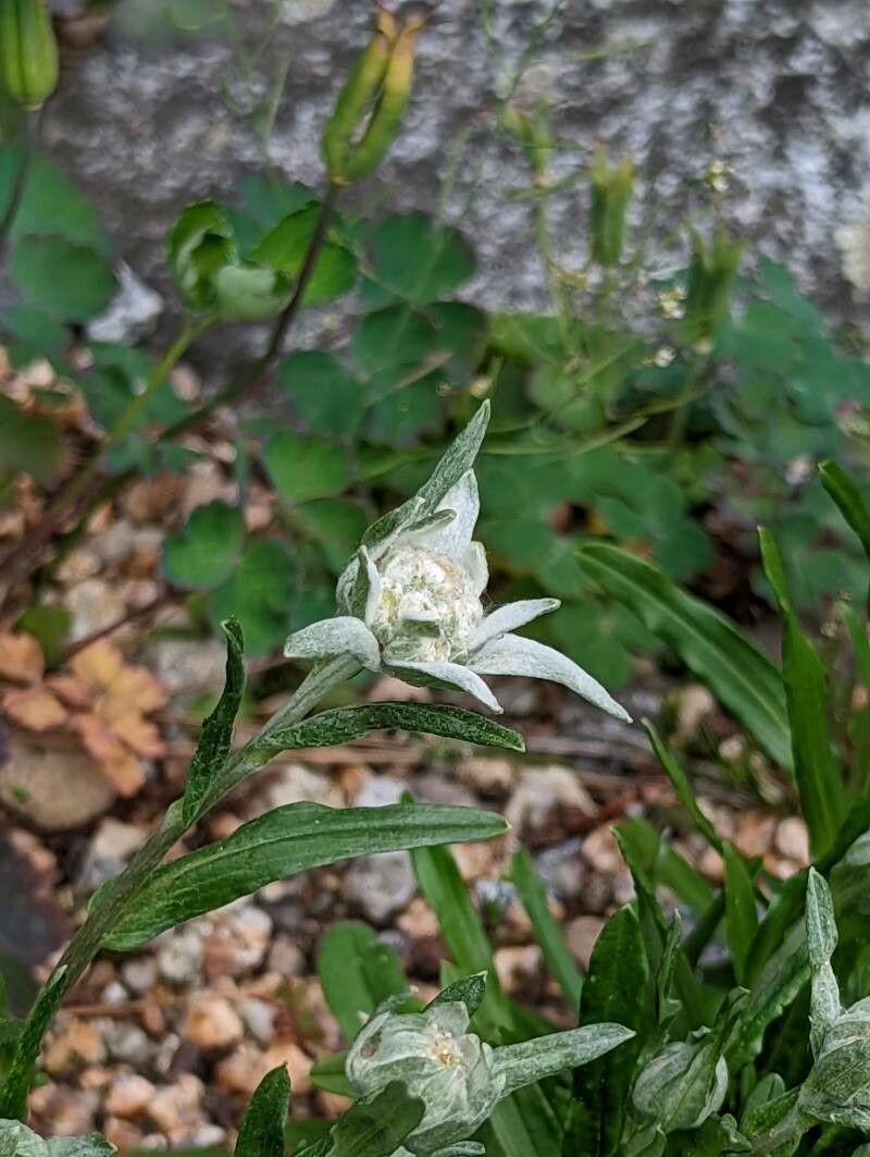Leontopodium kurilense flower