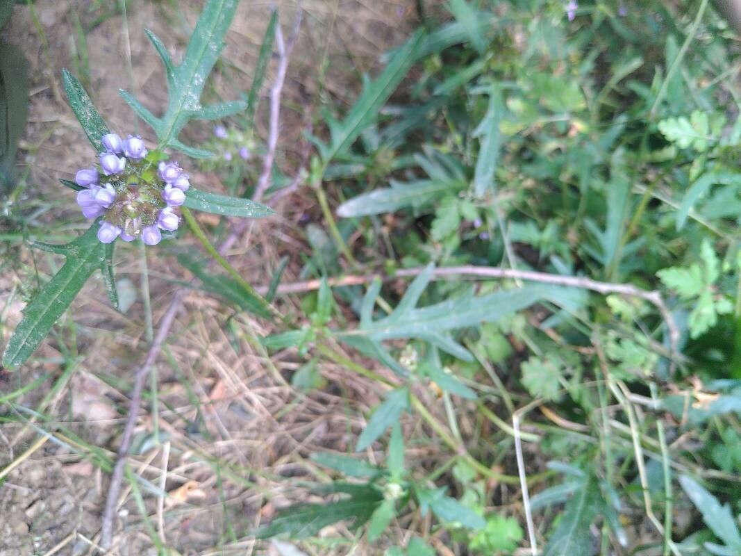 Prunella × intermedia flower