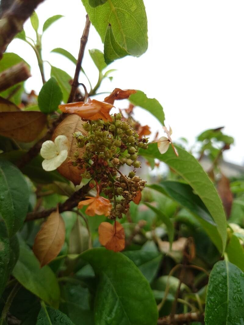 Hydrangea seemannii flower