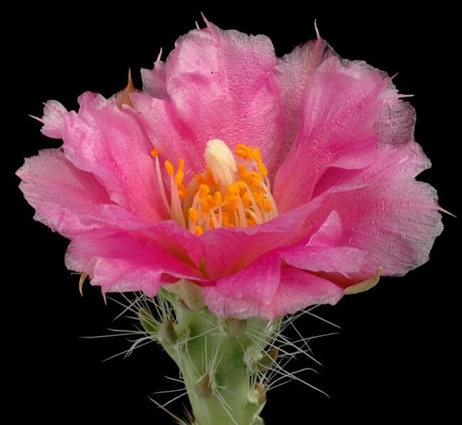 Grusonia pulchella flower