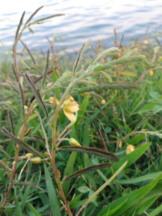 Chamaecrista mimosoides flower