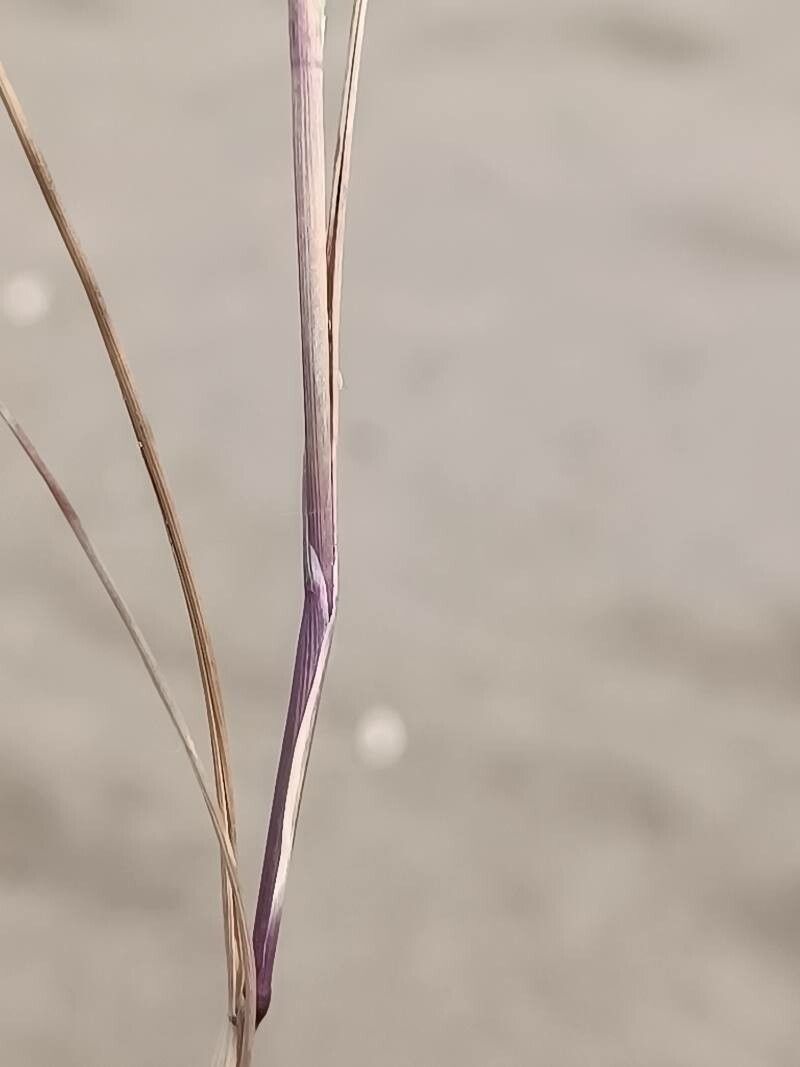 Cutandia maritima leaf