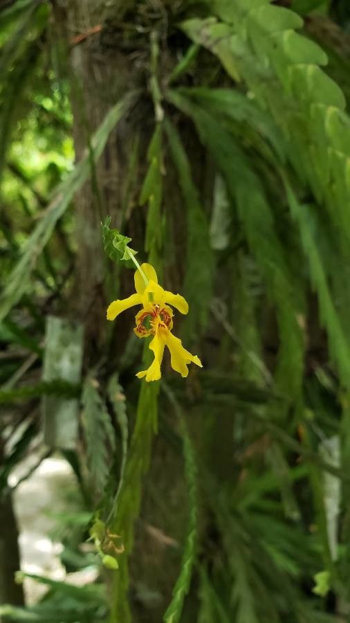 Lockhartia endresiana flower