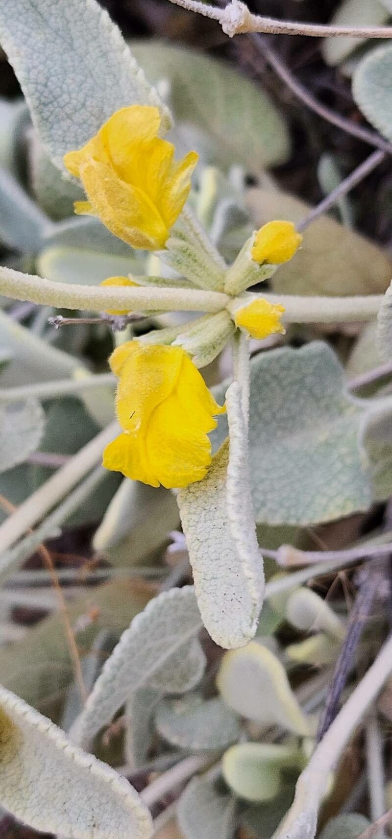 Phlomis olivieri flower