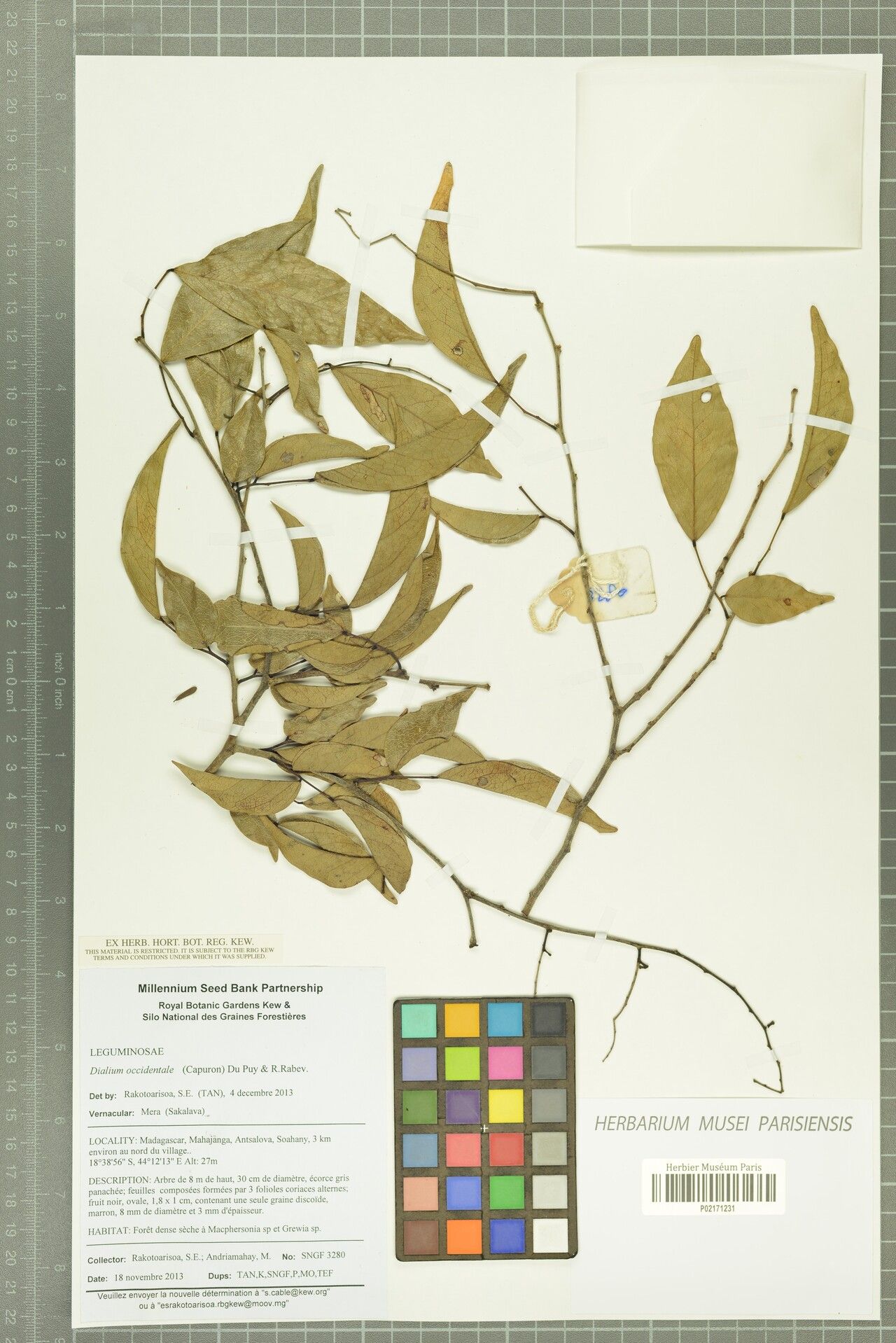 Dialium occidentale — search result for 'Dialium'