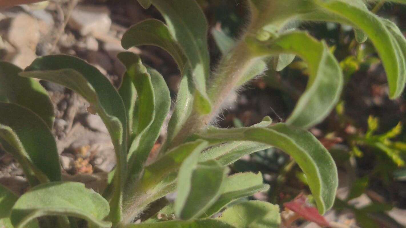 Asteriscus aquaticus bark