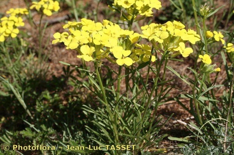 Erysimum montosicola habit